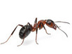 Side profile of a carpenter ant