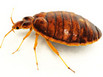 A bed bug