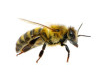 Side profile of a western honey bee