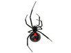 Picture of a black widow spider showing the red hourglass on its belly