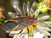 A boxelder beetle on a flower