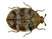A carpet beetle