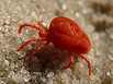 A clover mite