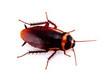 A common cockroach