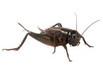 A common cricket