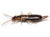 An earwig