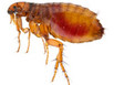 side profile of a common flea