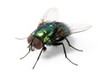 A common house fly