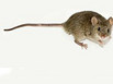 A house mouse