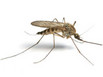 A common mosquito