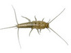 A silverfish insect