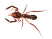 A sun spider