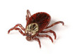 A North American tick