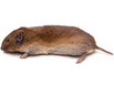 Side profile of a vole mouse