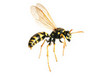 A Yellow Jacket wasp in flight