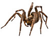 A wolf spider