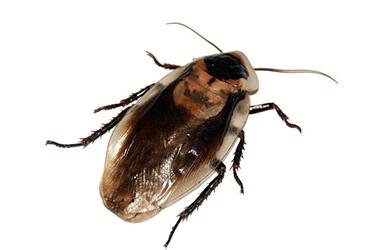 Closeup of a large cockroach