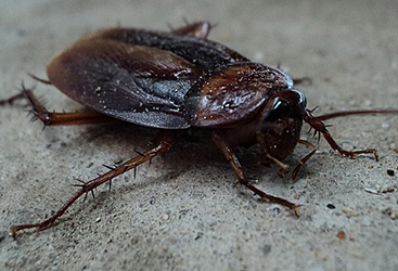 Cloesup of a cockroach on the ground