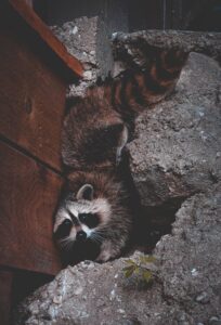 Raccoons and wildlife control in Denver
