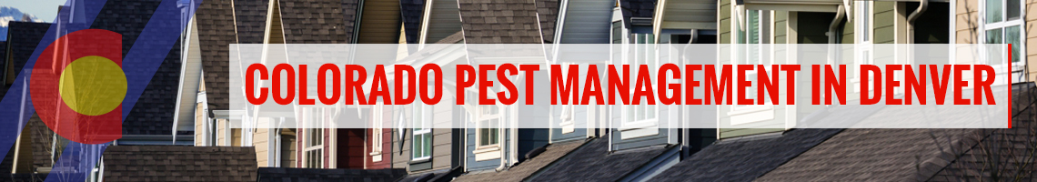 Personalized pest control in Denver