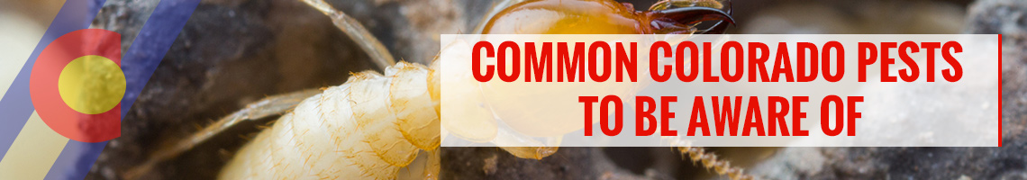 Common Colorado pests to watch out for