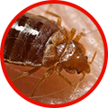Bed bug control and why you should hire a pest control company