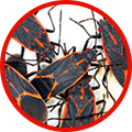 Insect control and the top reasons you should hire a pest control company