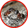 Ant control and the top reasons you should hire a pest control company