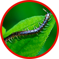 How a pest control company can help with insect control