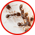 How a pest control company can help with ant control