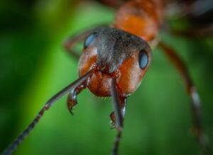 Ant control and what to look for in a pest control company