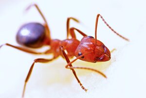 Ant control and other reasons to hire a pest management company