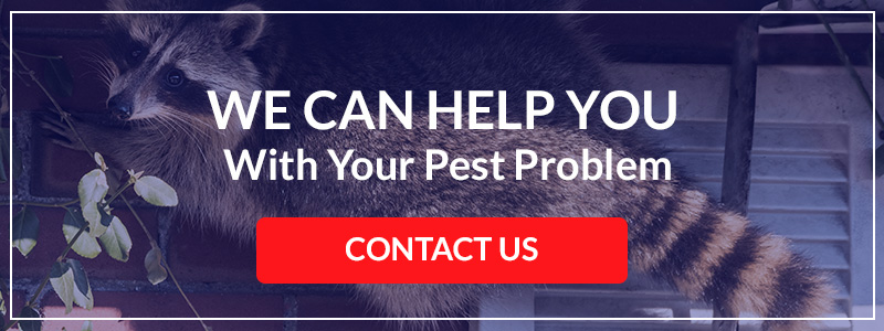 Our Denver pest control company can help with personalized pest management