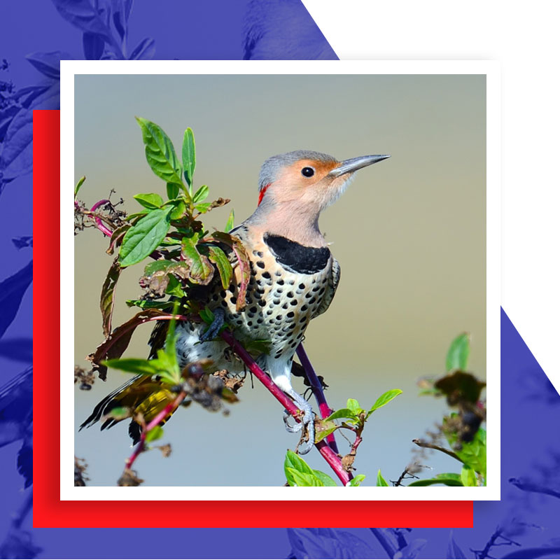 woodpecker