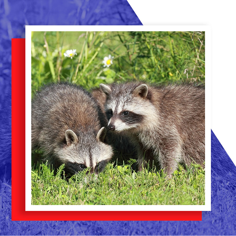 pair of raccoons