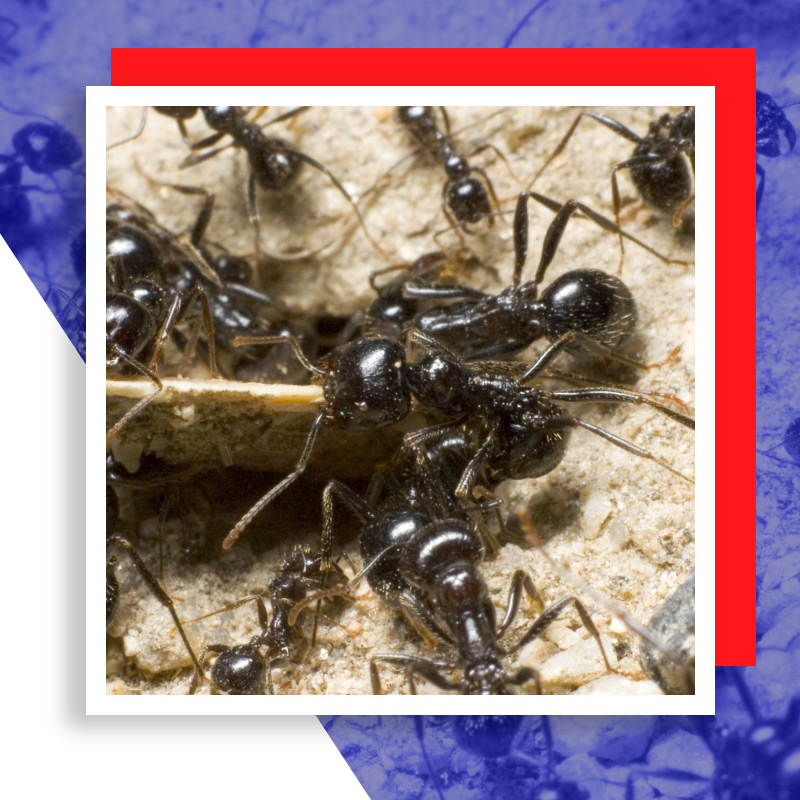 ants-60ee1df8f3597