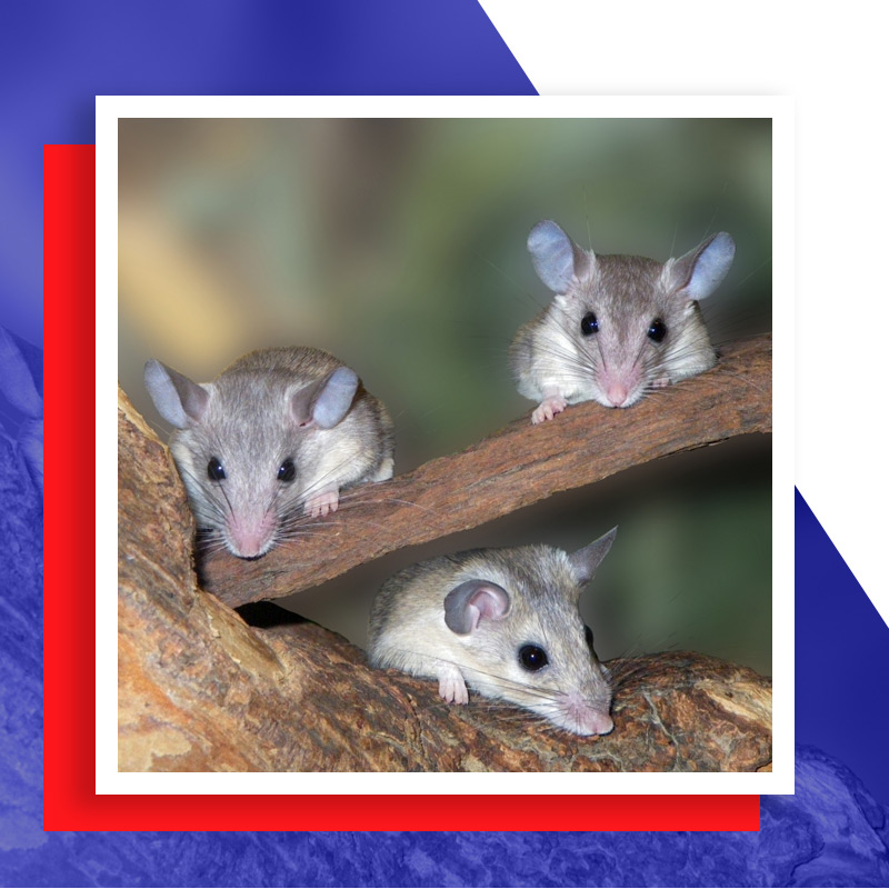 mice-and-rats-60ee258bcd72d
