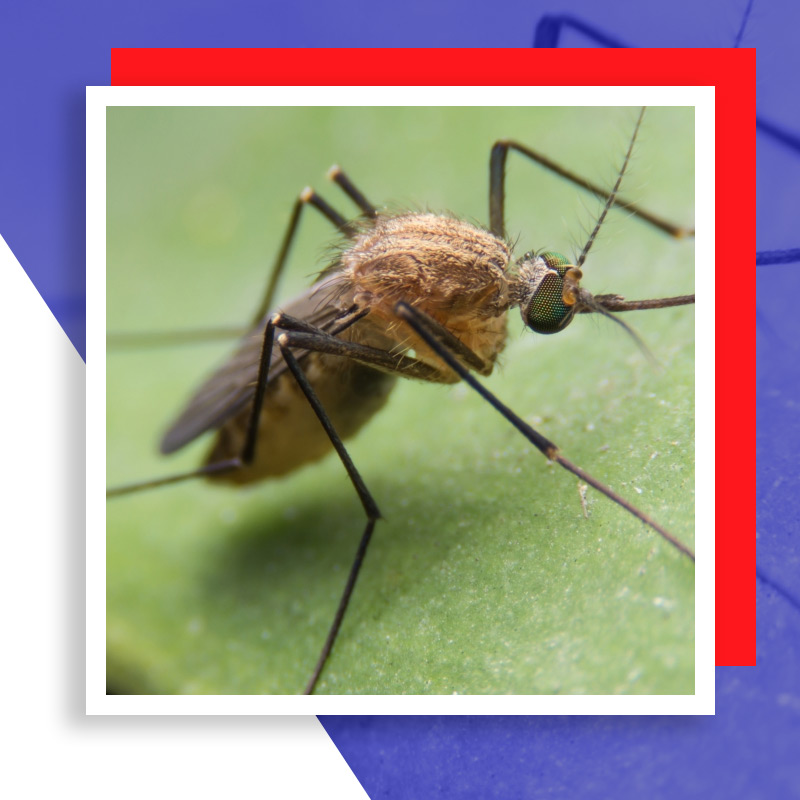 mosquits-60ee257db2307