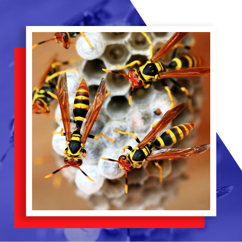 wasp-60ee1e226f756