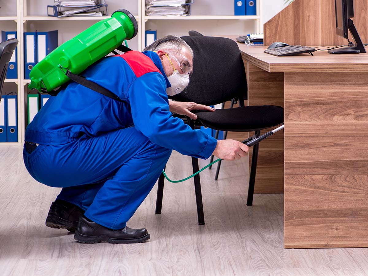 Professional contractor doing pest control in the office
